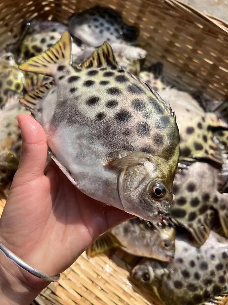 金鼓魚圖片