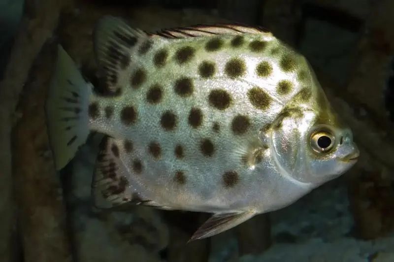 金鼓魚圖片