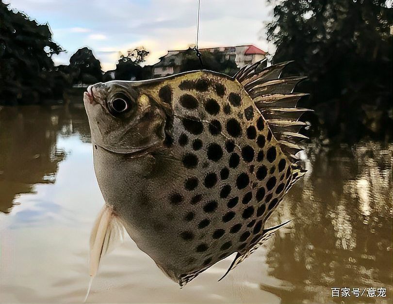 金鼓魚圖片