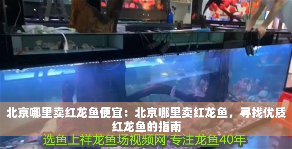 北京哪里賣紅龍魚便宜：北京哪里賣紅龍魚，尋找優質紅龍魚的指南