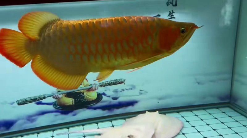 赤元素紅龍魚