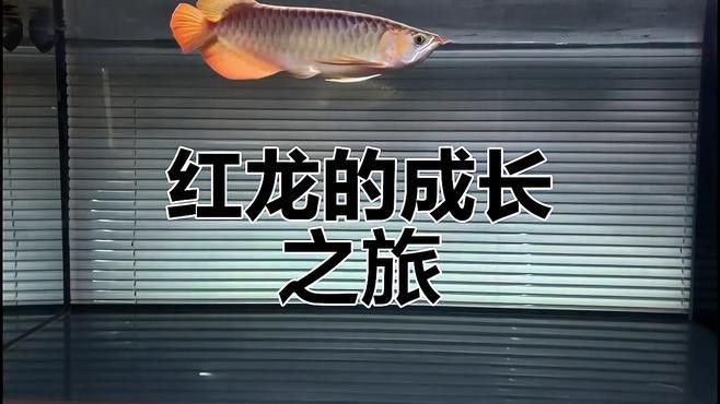赤元素紅龍魚
