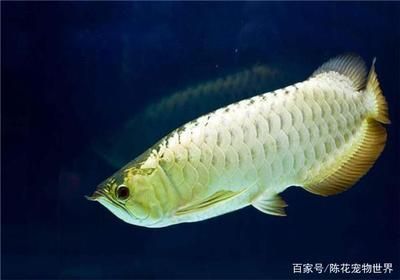 龍魚20到30厘米需要長多久才能長大：龍魚20-30厘米需要長多久才能長大