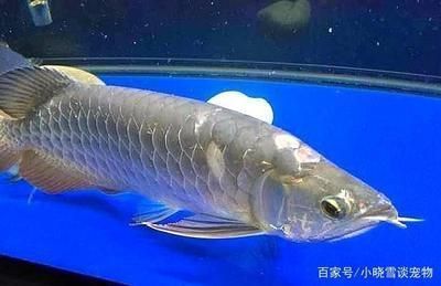 龍魚有病了用什么藥治療好：如何正確診斷和治療龍魚疾病
