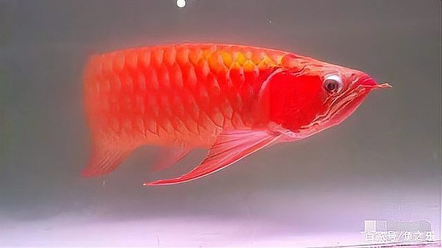 紅龍魚變色期間需要增加喂食量嗎？