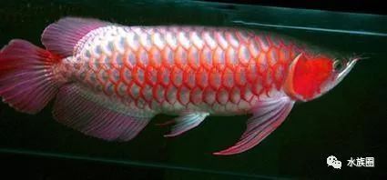 龍魚缸清潔魚缸的方法（龍魚缸水垢去除方法）