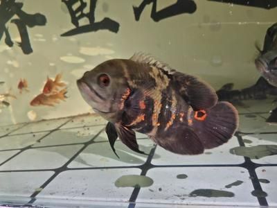 銀龍魚苗飼養(yǎng)溫度控制：關(guān)于銀龍魚苗飼養(yǎng)溫度控制的詳細(xì)指南