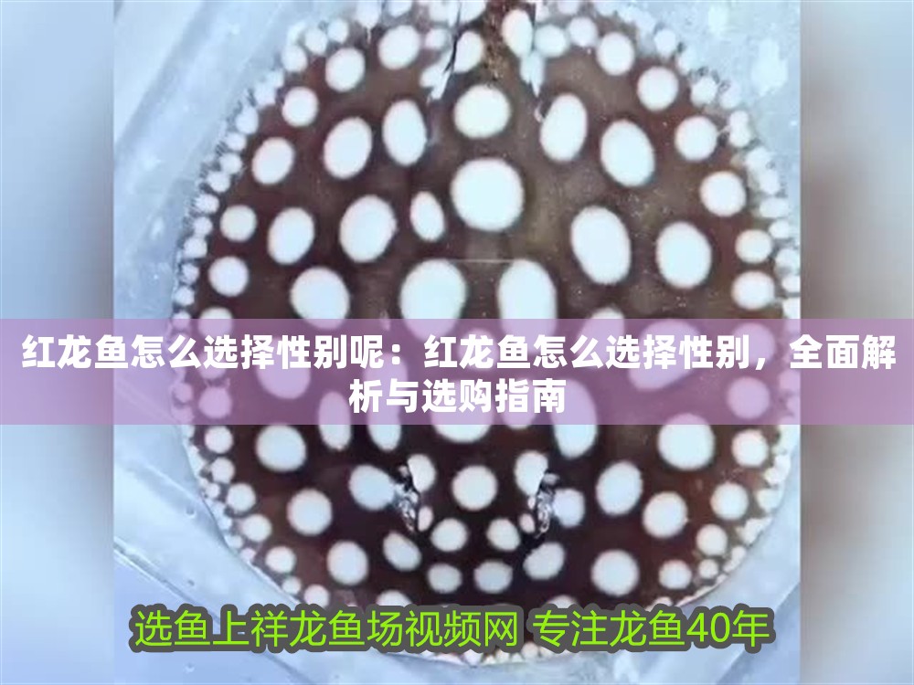 紅龍魚怎么選擇性別呢：紅龍魚怎么選擇性別，全面解析與選購指南