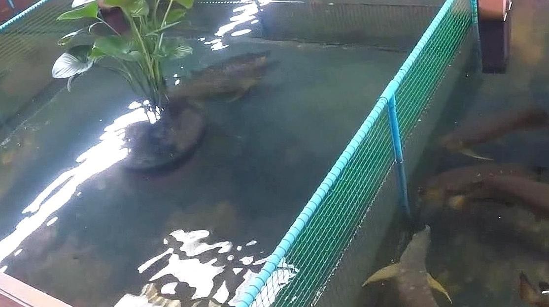 龍魚產(chǎn)卵視頻大全視頻