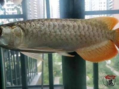 龍魚掉鱗潰爛怎么辦：龍魚掉鱗潰爛是一個常見問題，如何治療龍魚掉鱗潰爛