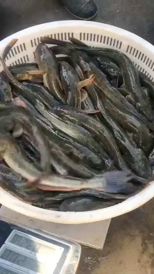 海魚(yú)龍魚(yú)圖片大全大圖