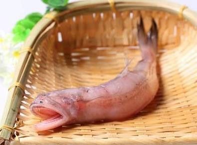 海魚(yú)龍魚(yú)圖片大全大圖