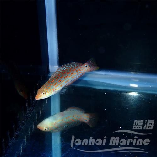 海魚(yú)龍魚(yú)圖片大全大圖