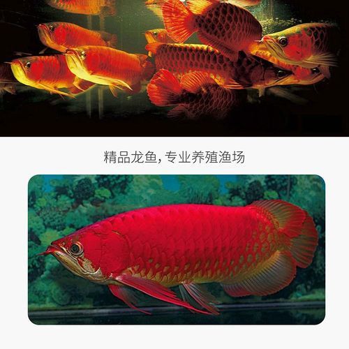 藍底紅龍魚苗圖片欣賞