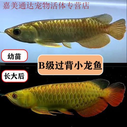 藍底紅龍魚苗圖片欣賞