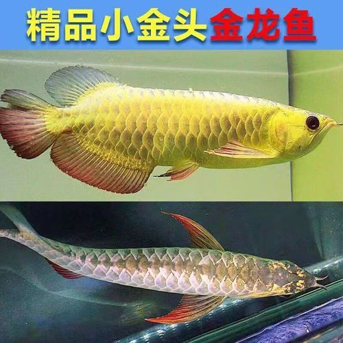 藍底紅龍魚苗圖片欣賞