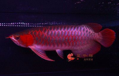極品血紅龍魚(yú)價(jià)格（極品血紅龍魚(yú)的價(jià)格）