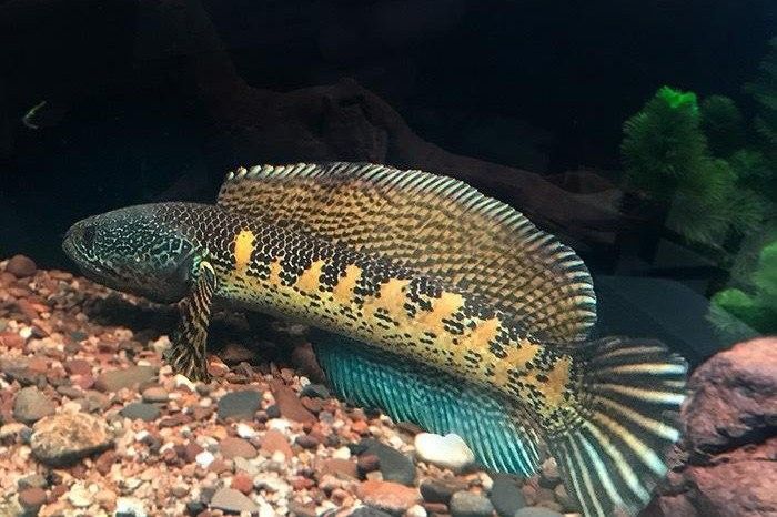 龍魚爛鰭多久會恢復(fù)