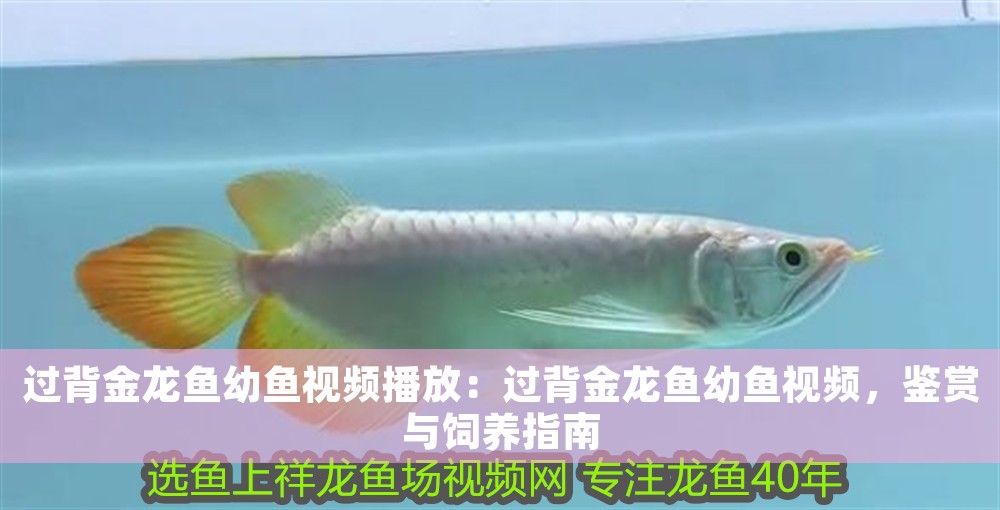 過背金龍魚幼魚視頻播放：過背金龍魚幼魚視頻，鑒賞與飼養指南