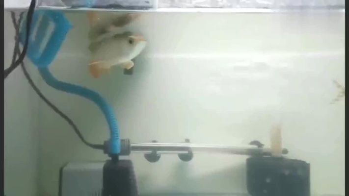 家居龍鳳鯉魚裝飾搭配技巧：中式家居龍鳳錦鯉布置案例
