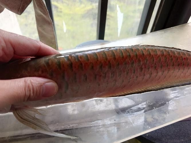 黑帶龍魚成體圖片