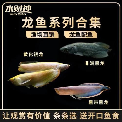 黑帶龍魚成體圖片