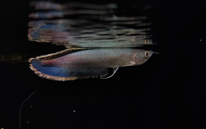 黑帶龍魚成體圖片