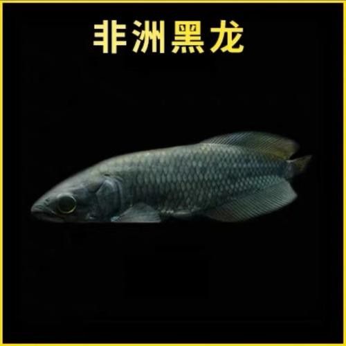 黑帶龍魚成體圖片