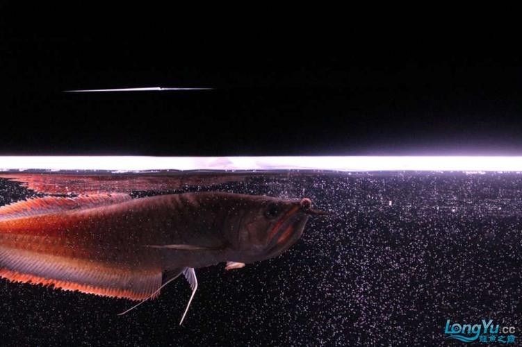 黑帶龍魚成體圖片