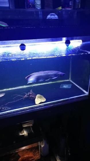 黑帶龍魚成體圖片