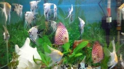 金龍魚什么時候扦插最好【金龍魚什么時候扦插】