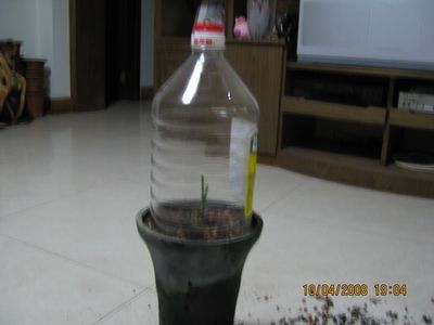 金龍魚什么時候扦插最好【金龍魚什么時候扦插】