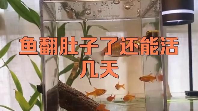 龍魚翻肚后多久會死亡？