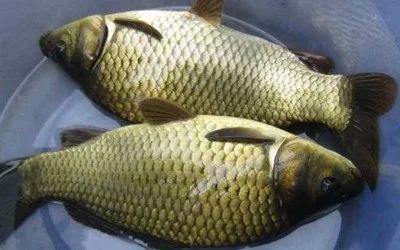 龍魚多久喂一次活食比較好：對于龍魚多久喂一次活食，龍魚多久喂一次活食比較好
