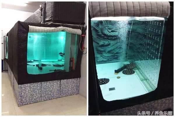 龍魚2米缸放幾條燈管好【2米的龍魚缸放幾條燈管好】