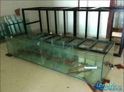 龍魚2米缸放幾條燈管好【2米的龍魚缸放幾條燈管好】