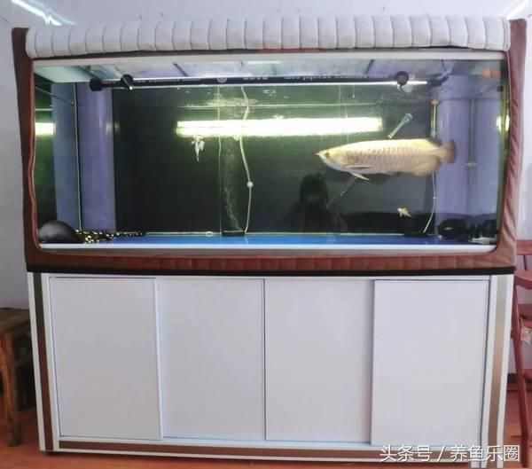 龍魚2米缸放幾條燈管好【2米的龍魚缸放幾條燈管好】