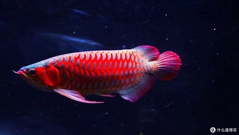 哪些食物有助于龍魚消化？