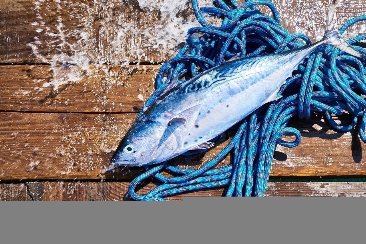 金龍魚混養魚能吃嗎有毒嗎:金龍魚混養好還是單養好 龍魚百科 第2張 金龍魚混養魚能吃嗎有毒嗎:金龍魚混養好還是單養好 金龍魚混養魚能吃嗎有毒嗎:金龍魚混養好還是單養好 龍魚百科 第2張