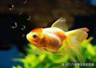 金龍魚尾巴有紅血泡怎么回事