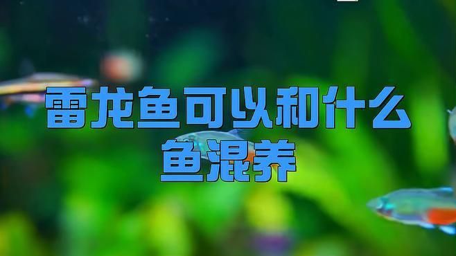 雷龍可以和什么魚混養