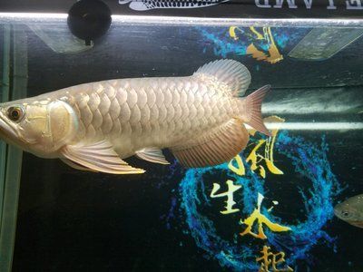 龍魚之巔二手交易（龍魚之巔二手交易，）