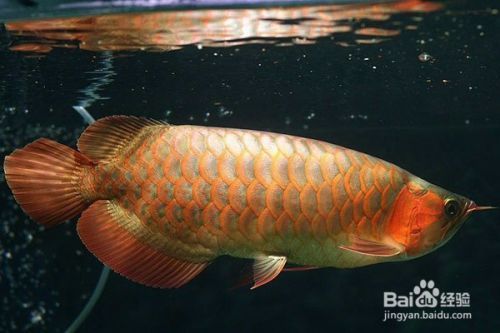 購買龍魚時(shí)的鑒別方法有哪些（怎么鑒別龍魚）