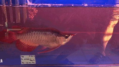 紅龍魚原產地ph值多少合適：紅龍魚養殖ph值標準