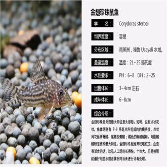 龍魚配魟魚：龍魚與魟魚混養(yǎng)的可行性及其對環(huán)境的影響