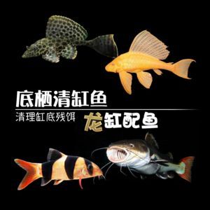 龍魚配魟魚：龍魚與魟魚混養(yǎng)的可行性及其對環(huán)境的影響
