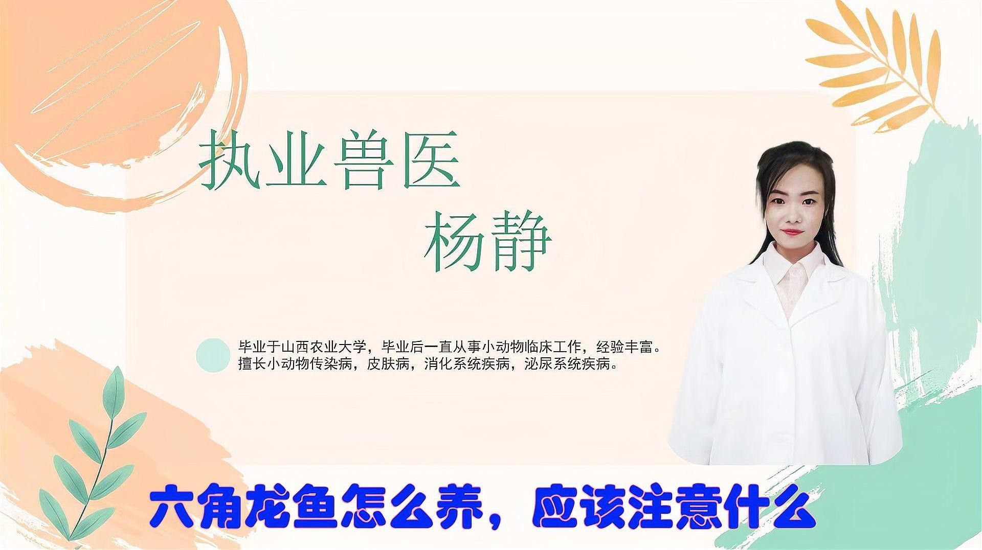 新手養六角龍魚要注意什么問題