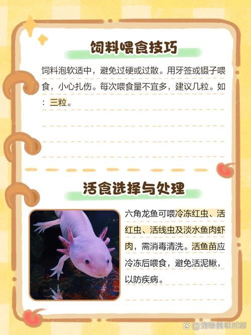 新手養六角龍魚要注意什么問題