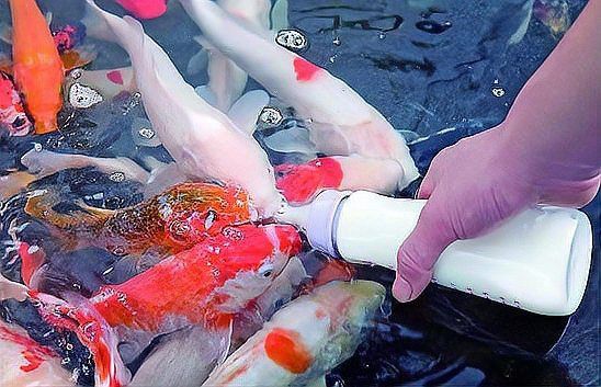 銀龍魚能認出主人的聲音嗎？