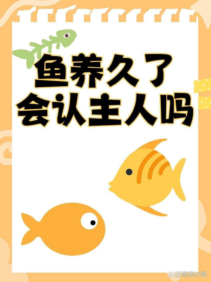 銀龍魚能認出主人的聲音嗎？